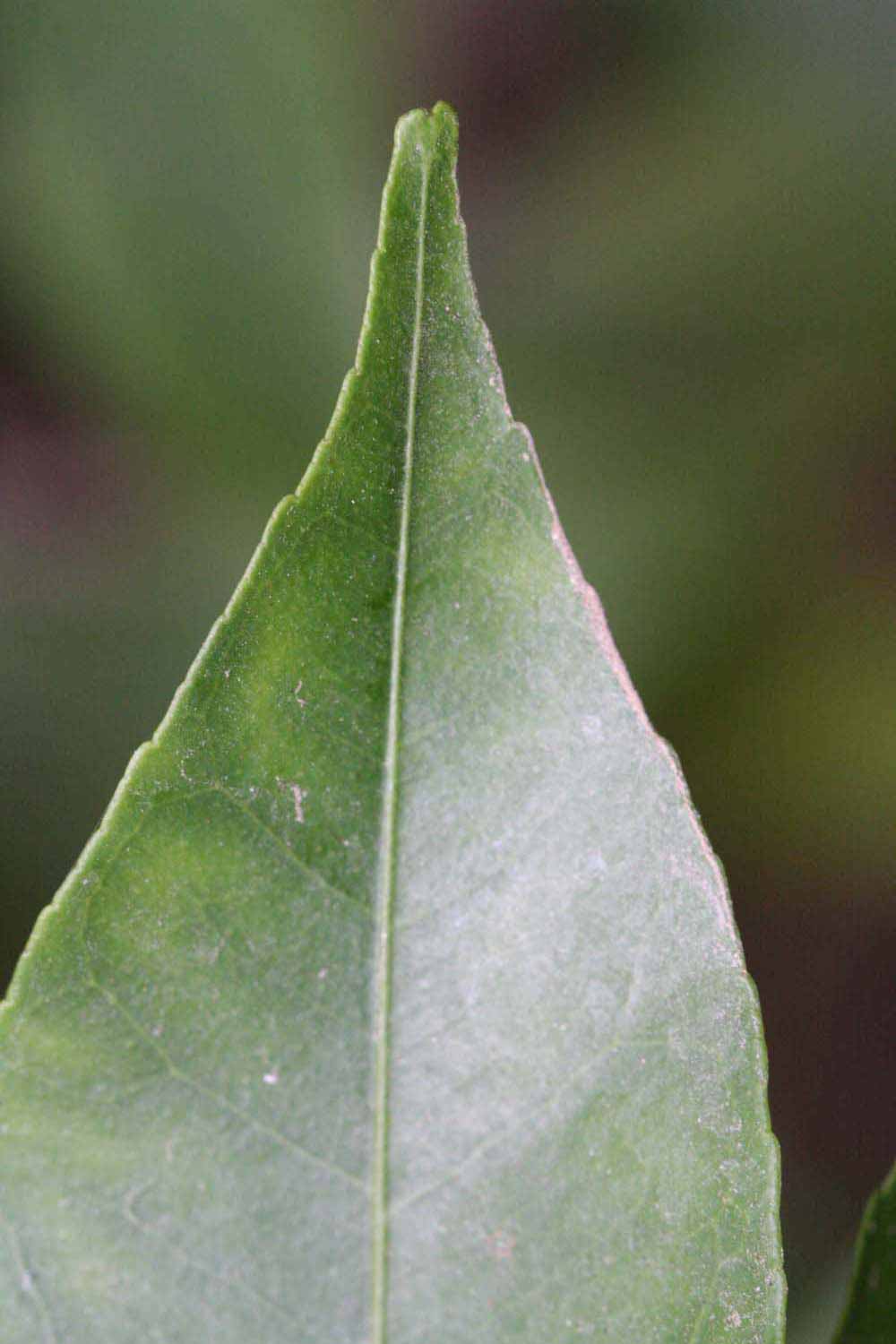              Margin (Riverside, CA)       